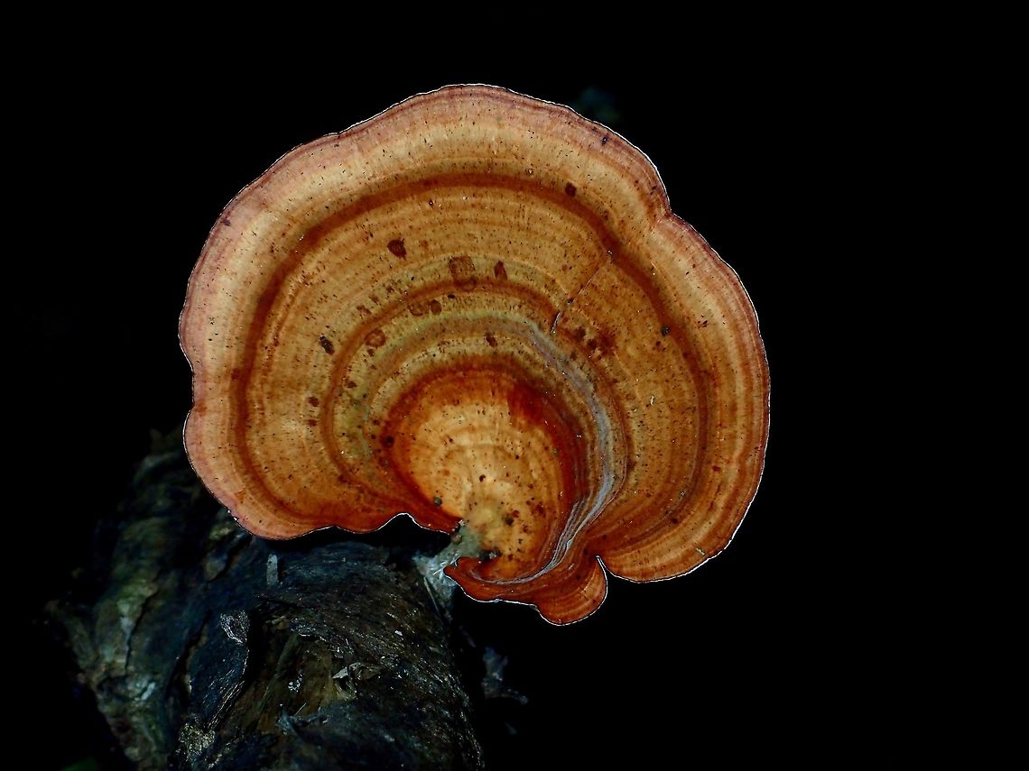 Fungi Seen on a dead branch Fall,Fungi,Geotagged,Malaysia,Sabah