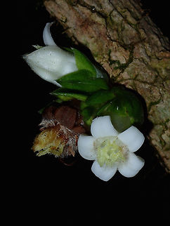 Flowers Small white flowers but also in cream coloured, not sure if the flower and the leaf is the plant itself and separate from the branch/tree. Fall,Flower,Geotagged,Malaysia,Plant,Sabah