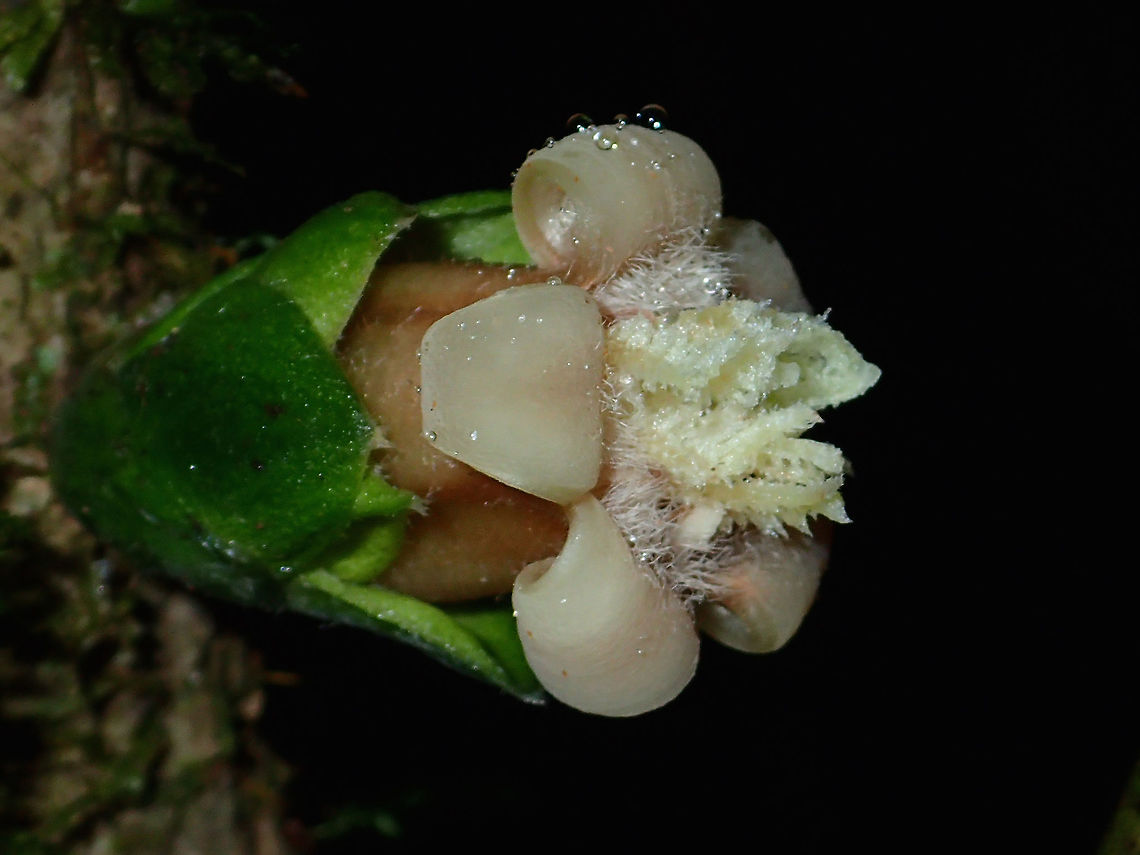 Flowers Small Flowers, cream to light brown colour, also in white, similar to previous post.<br />
Not sure the flower and the leafs are the plant itself or if its part of the branch. Fall,Flower,Geotagged,Malaysia,Plant,Sabah