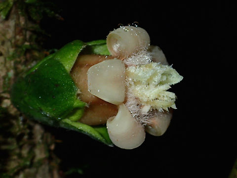 Flowers Small Flowers, cream to light brown colour, also in white, similar to previous post.
Not sure the flower and the leafs are the plant itself or if its part of the branch. Fall,Flower,Geotagged,Malaysia,Plant,Sabah