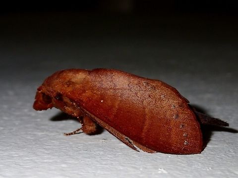 Moth Moth, attracted by lights of the building at Tawau Hills Park at night. Fall,Geotagged,Malaysia,Moth,Sabah