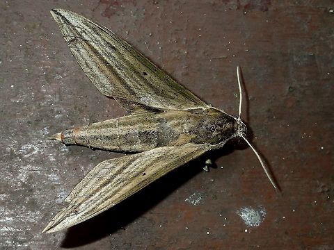 Hawkmoth This Hawkmoth was attracted by the lights of the buildings at Tawau Hills Park at night. Fall,Geotagged,Hawkmoth,Malaysia,Moth,Sabah
