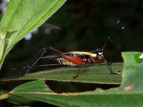 Grasshopper  Fall,Geotagged,Grasshopper,Malaysia,Sabah