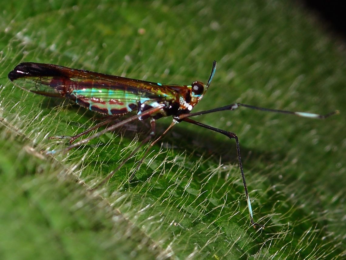 Hopper (?) Small Hopper (?), less than 1 cm, with interesting blue &amp; green markings on the body. Fall,Geotagged,Hopper,Malaysia,Sabah