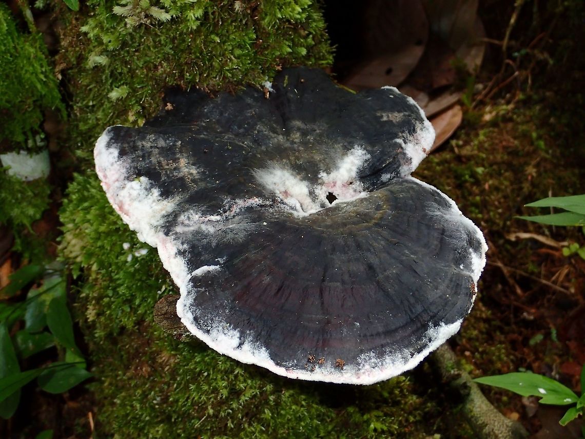 Black & White Fungi Black &amp; White coloured Fungi found on fallen tree trunks Fall,Geotagged,Malaysia.Fungi,Sabah