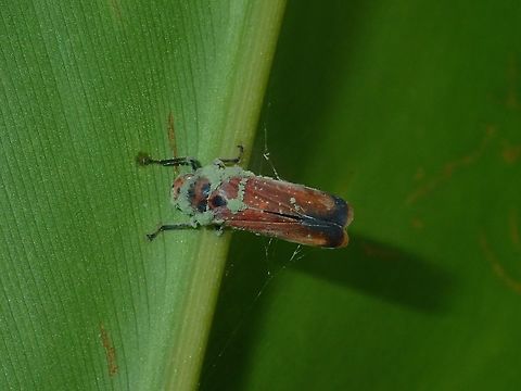 Dead Hopper Dead Hopper, I think it was parasited or there were fungi growing on it. Fall,Geotagged,Hopper,Malaysia,Sabah