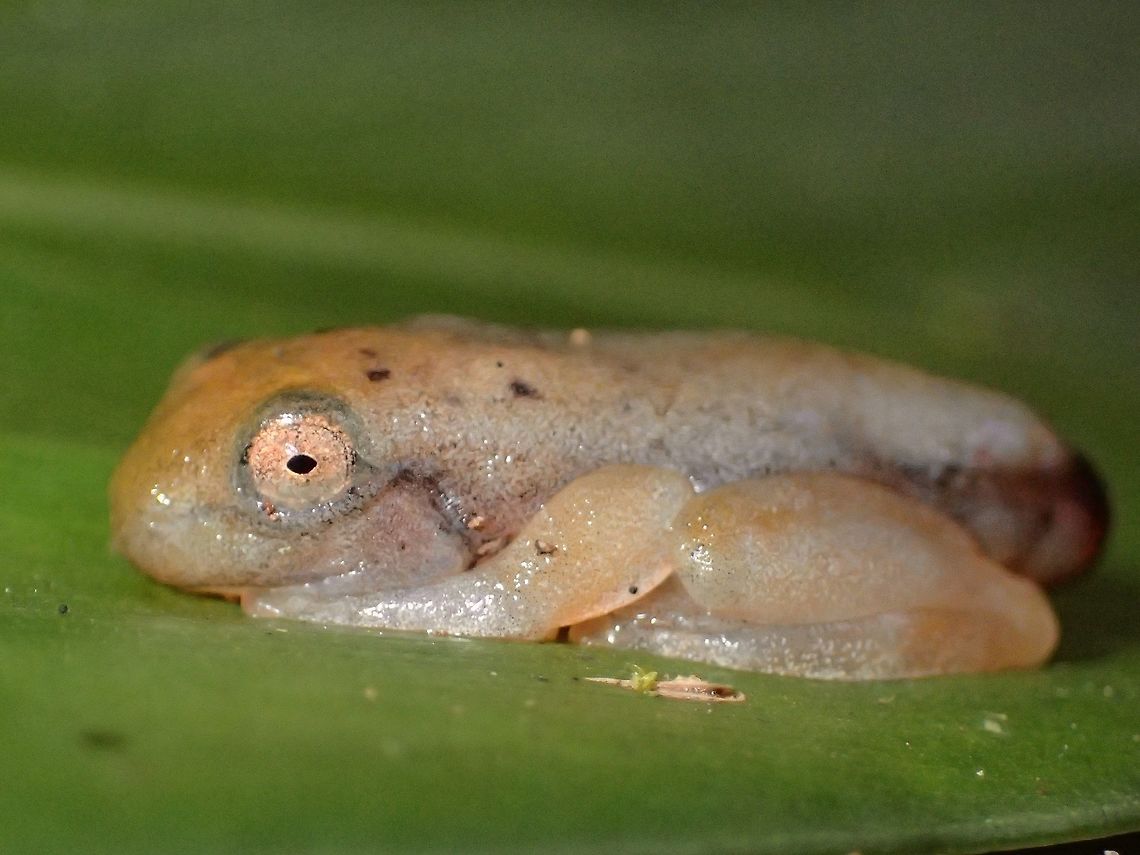 Baby Frog A tiny baby frog, around 1 cm in size, probably just changed from a tadpole, as its &#039;tail&#039; part is still slightly visible. Amphibian,Fall,Frog,Geotagged,Malaysia,Sabah