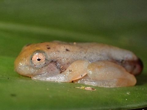 Baby Frog A tiny baby frog, around 1 cm in size, probably just changed from a tadpole, as its 'tail' part is still slightly visible. Amphibian,Fall,Frog,Geotagged,Malaysia,Sabah