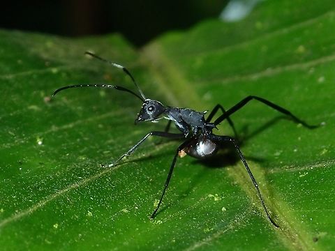 Fish Hook Ants - Polyrhachis ypsilon Fish Hook Ants - Polyrhachis ypsilon got the name for the spine/hooks on the body.
Some of them are goldish in colour. Ants,Fall,Fish Hook Ants,Geotagged,Malaysia,Polyrhachis ypsilon,Sabah