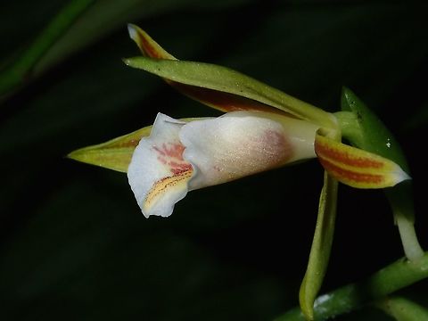 Orchids  Fall,Geotagged,Malaysia,Orchids,Sabah