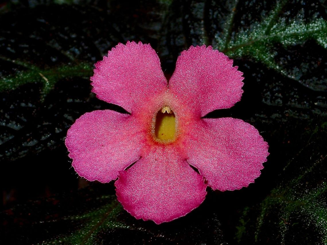Pink Flowers Small Pink Flowers Episcia reptans,Fall,Flame Violet,Flowers,Geotagged,Malaysia,Sabah