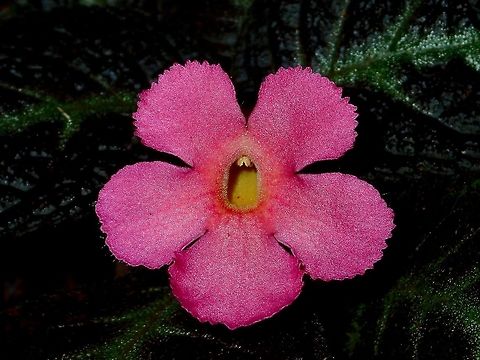 Pink Flowers Small Pink Flowers Episcia reptans,Fall,Flame Violet,Flowers,Geotagged,Malaysia,Sabah