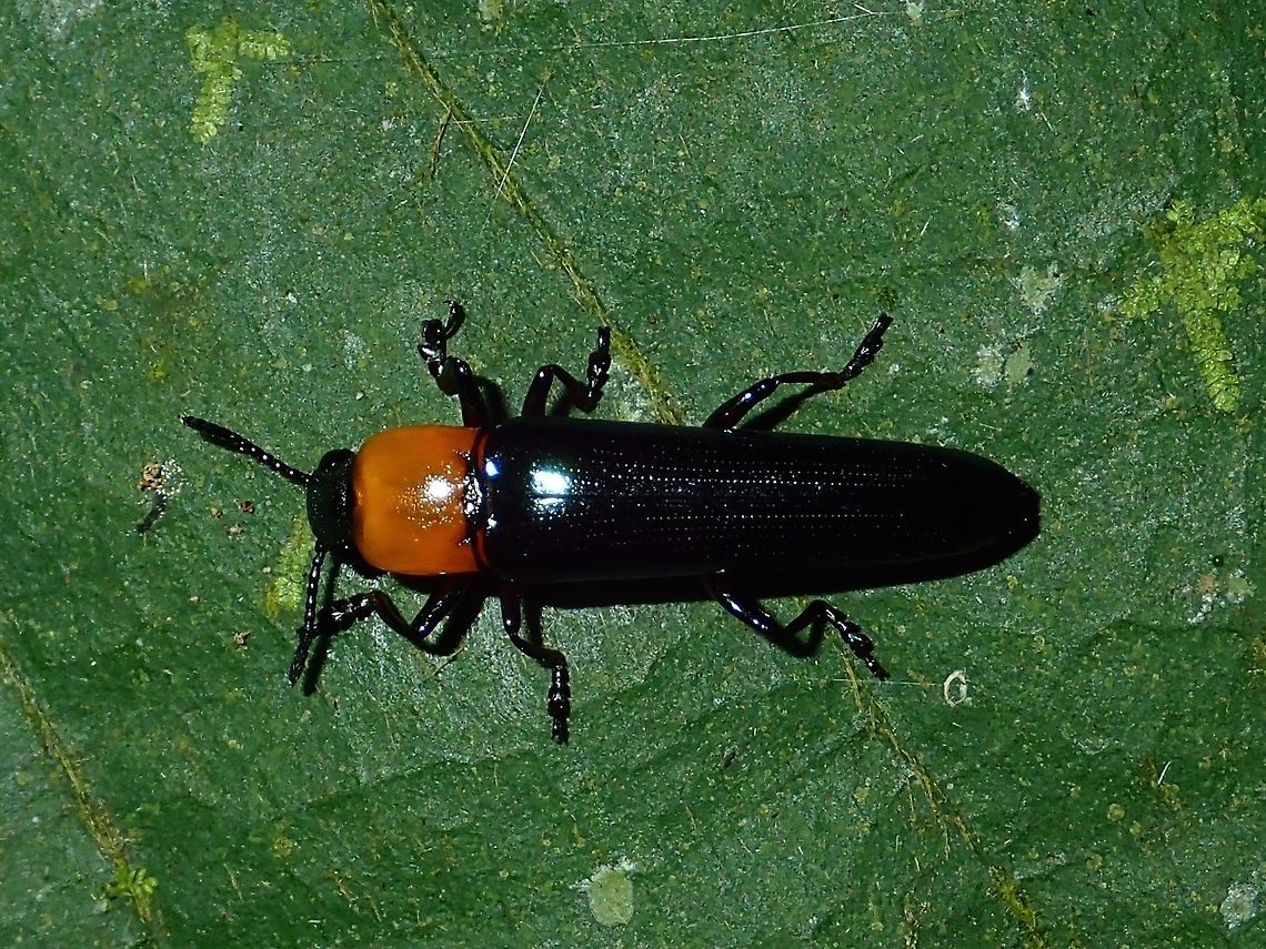 Beetle  Beetle,Fall,Geotagged,Malaysia,Sabah