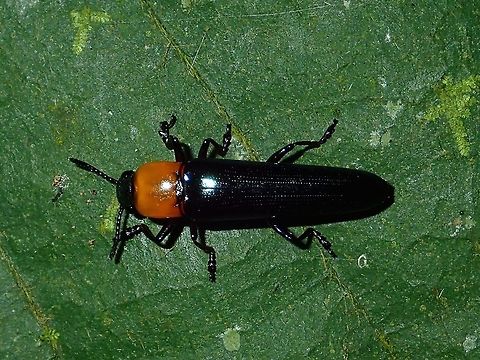 Beetle  Beetle,Fall,Geotagged,Malaysia,Sabah