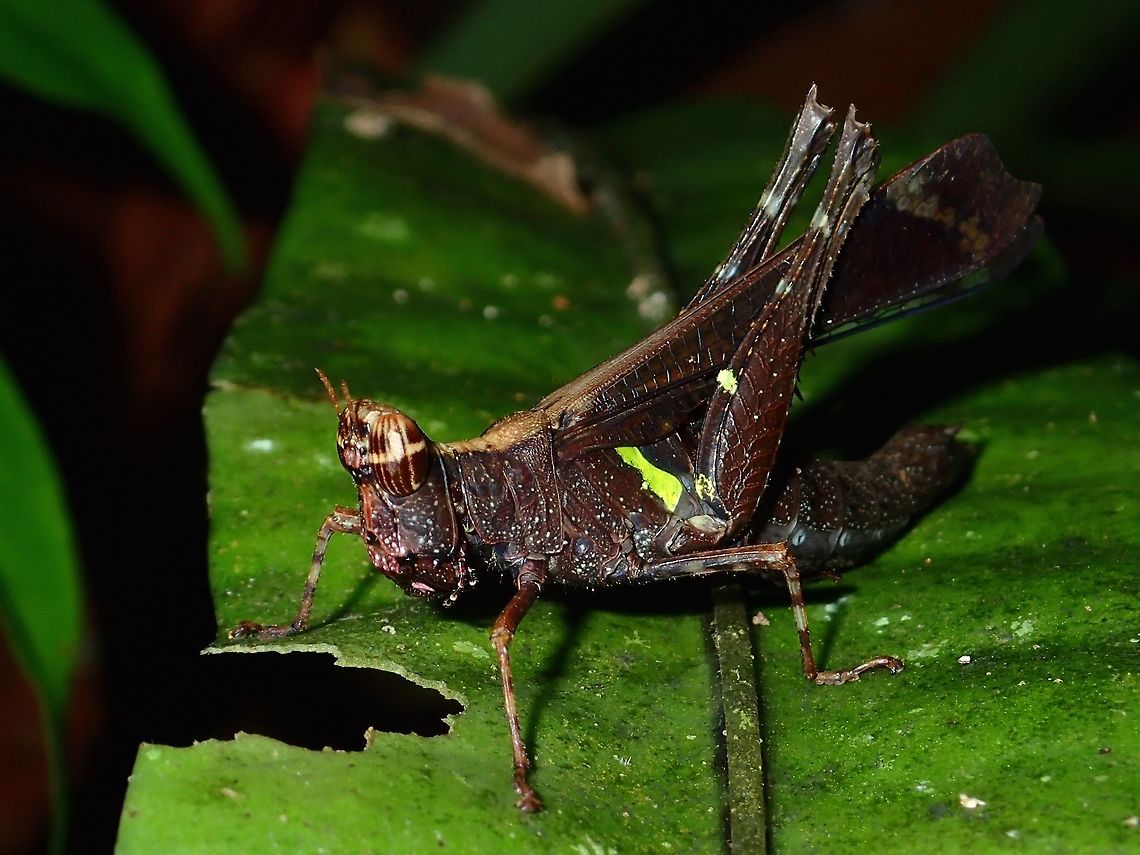 Grasshopper Possible ID - Erianthus versicolor Erianthus versicolor,Fall,Geotagged,Grasshopper,Malaysia,Sabah