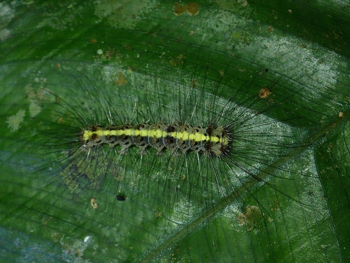 Caterpillar  Caterpillar,Fall,Geotagged,Malaysia,Sabah