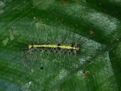 Caterpillar  Caterpillar,Fall,Geotagged,Malaysia,Sabah