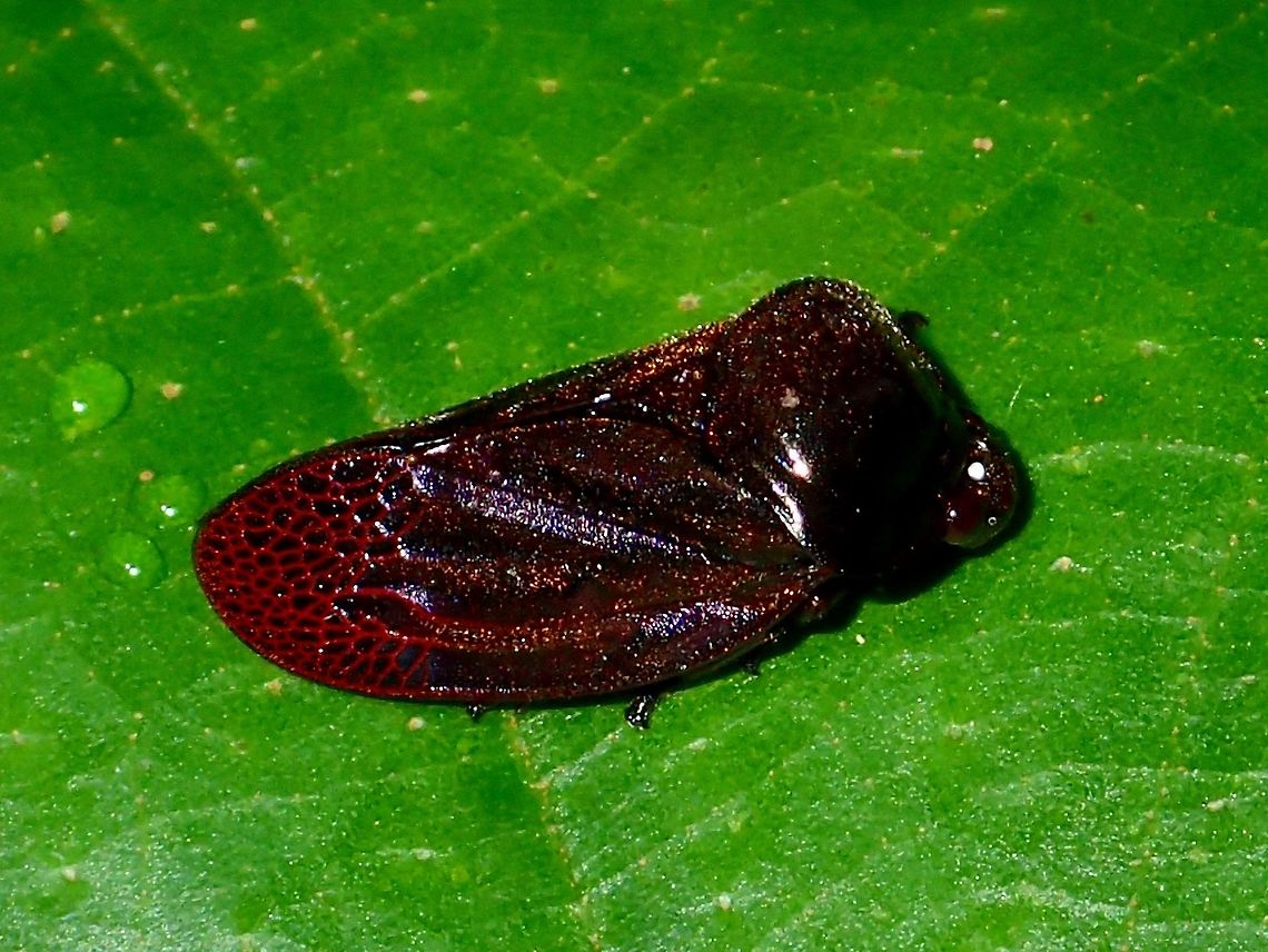 Frog Hopper/Spittlebug  Fall,Frog Hopper,Geotagged,Malaysia,Sabah,Spittle Bug