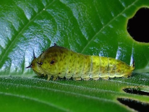 Caterpillar of Tailed Jay Butterfly This is a Caterpillar of Tailed Jay Butterfly - Graphium agamemnon.
They have hooked like spines - 3 pairs towards the head and a pair at the  tail. Caterpillar,Fall,Geotagged,Graphium agamemnon,Malaysia,Sabah,Tailed Jay