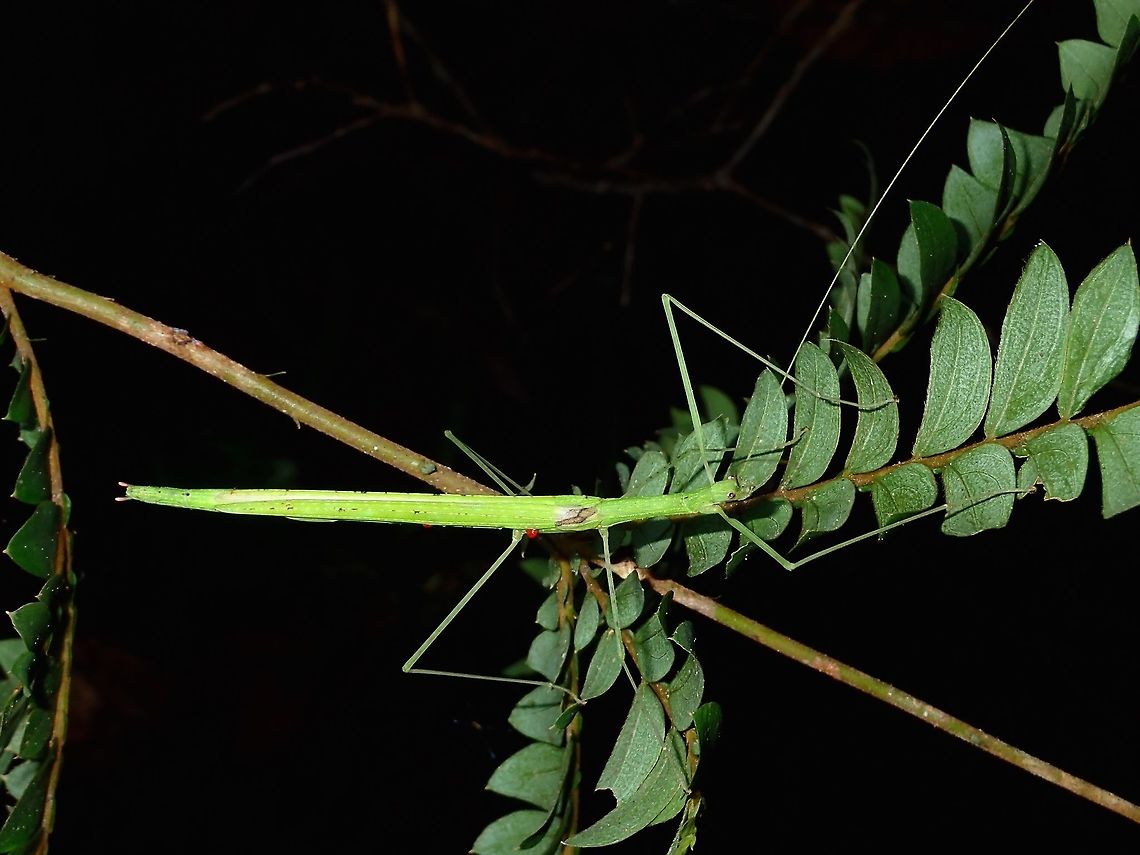 Stick Insect, Phasmid - Necroscia randolfae This is a recently described species of Phasmid - Necroscia randolfae earlier in May 2016.<br />
It is named in honour of Susanne Randolf, staff scientist in charge of the Orthopteroid insects at the NHM, Vienna. Fall,Geotagged,Malaysia,Necroscia randolfae,Phasmid,Sabah,Stick Insect