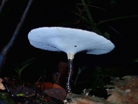 Fungi This is the picture from the top :

https://www.jungledragon.com/image/47178/fungi.html
 Fall,Fungi,Geotagged,Malaysia,Sabah