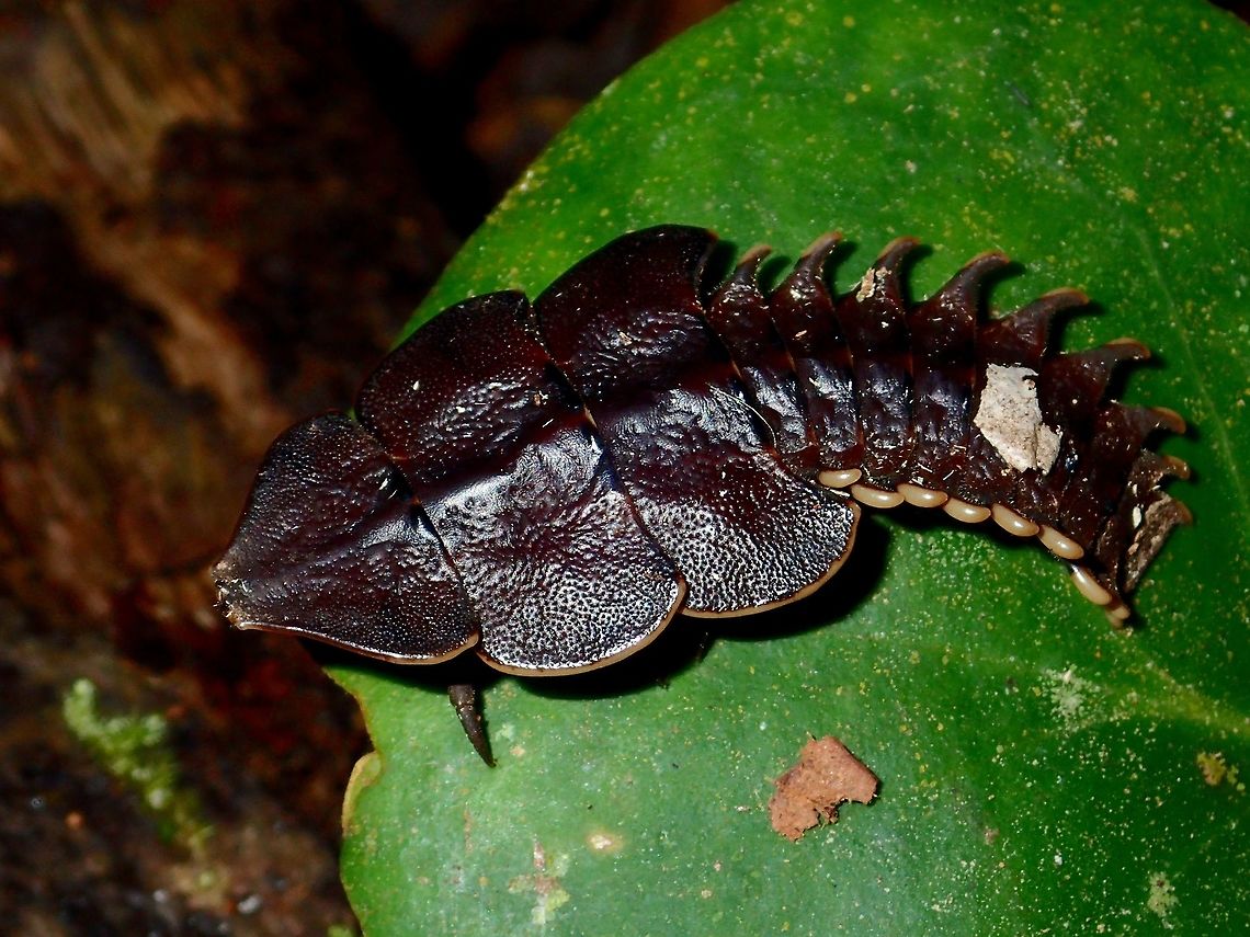 Trilobite Beetle - Platerodrilus paradoxus The females of Trilobite Beetles - Platerodrilus paradoxus remains in larval form even at adulthood whereas the males will change to become flying Beetles. Fall,Geotagged,Malaysia,Platerodrilus,Platerodrilus paradoxus,Platerodrilus sp,Sabah,Trilobite,Trilobite Beetle