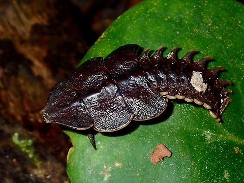 Trilobite Beetle - Platerodrilus paradoxus The females of Trilobite Beetles - Platerodrilus paradoxus remains in larval form even at adulthood whereas the males will change to become flying Beetles. Fall,Geotagged,Malaysia,Platerodrilus,Platerodrilus paradoxus,Platerodrilus sp,Sabah,Trilobite,Trilobite Beetle