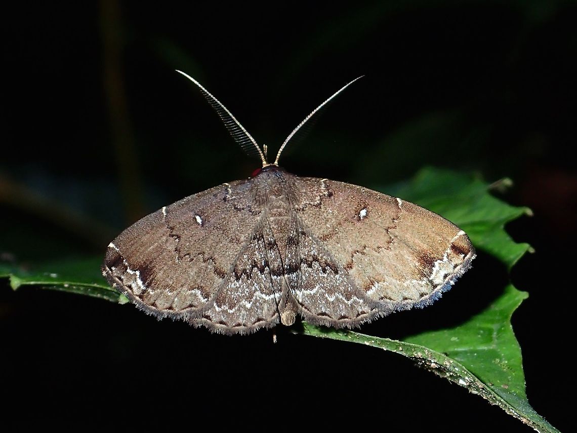 Moth  Fall,Geotagged,Malaysia,Moth,Sabah