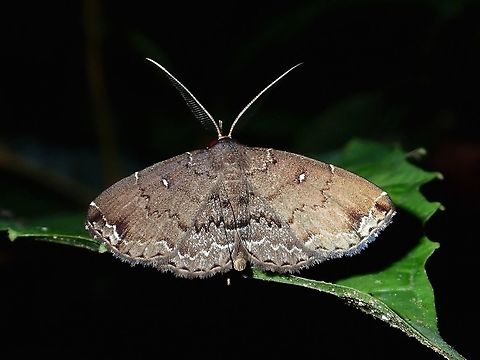 Moth  Fall,Geotagged,Malaysia,Moth,Sabah