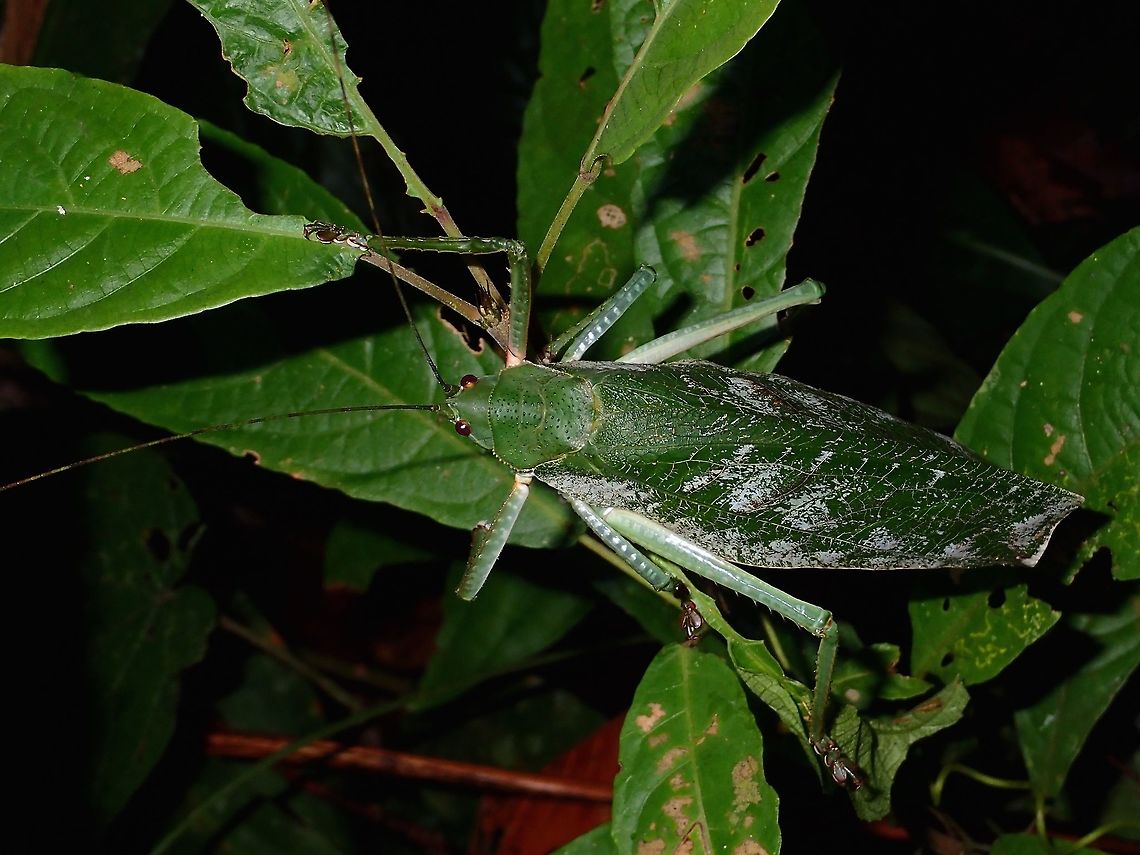 Leaf Katydid - Temnophyllus sp.  Fall,Geotagged,Katydid,Leaf Katydid,Malaysia,Sabah,Temnophyllus,Temnophyllus sp