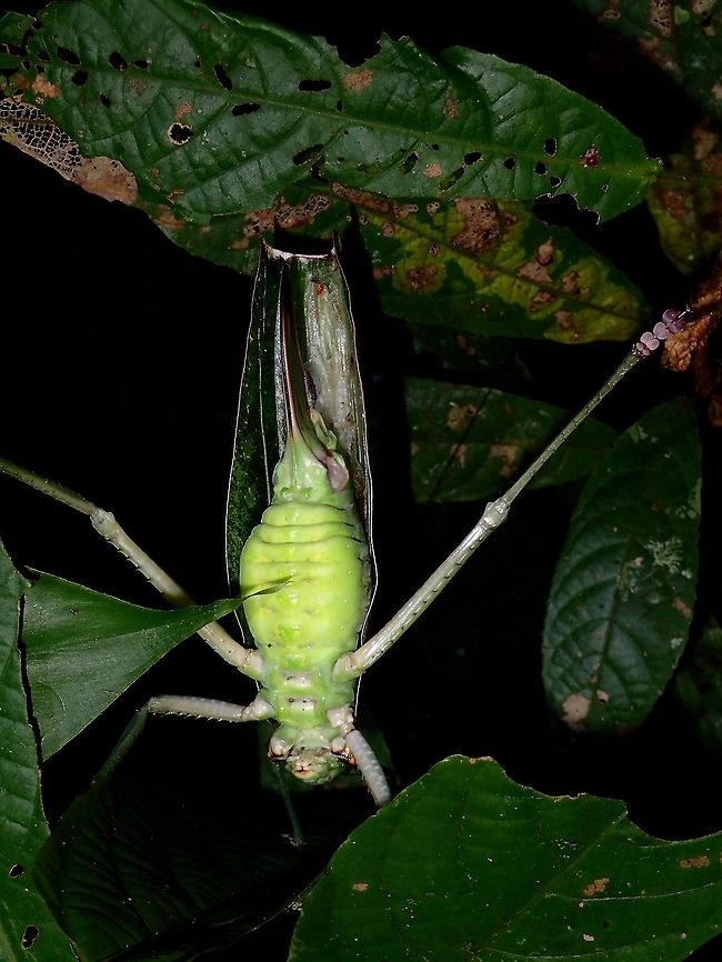 Back Off This is the same Leaf Katydid as in previous posting, in a defensive posture, when I touched the wings. Fall,Geotagged,Katydid,Leaf Katydid,Malaysia,Sabah