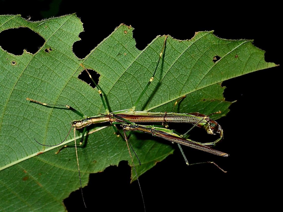 Sticky Couple This is a pair of Phasmid - Parorthomeria alexis. They are a small species, Females around 5cm and Males around 3.5 - 4cm. Both are winged and capable of flights. As with other species under the family of Aschiphasmtidae, they can spray/secrete chemicals from glands behind their head, probably as a defensive feature.<br />
<br />
The genus Paraorthomeria was recently elevated to genus level in a publication earlier this year. It was previously classified as sub-genus under the genus of Orthomeria. Fall,Geotagged,Malaysia,Parorthomeria alexis,Phasmid,Sabah,Stick Insect