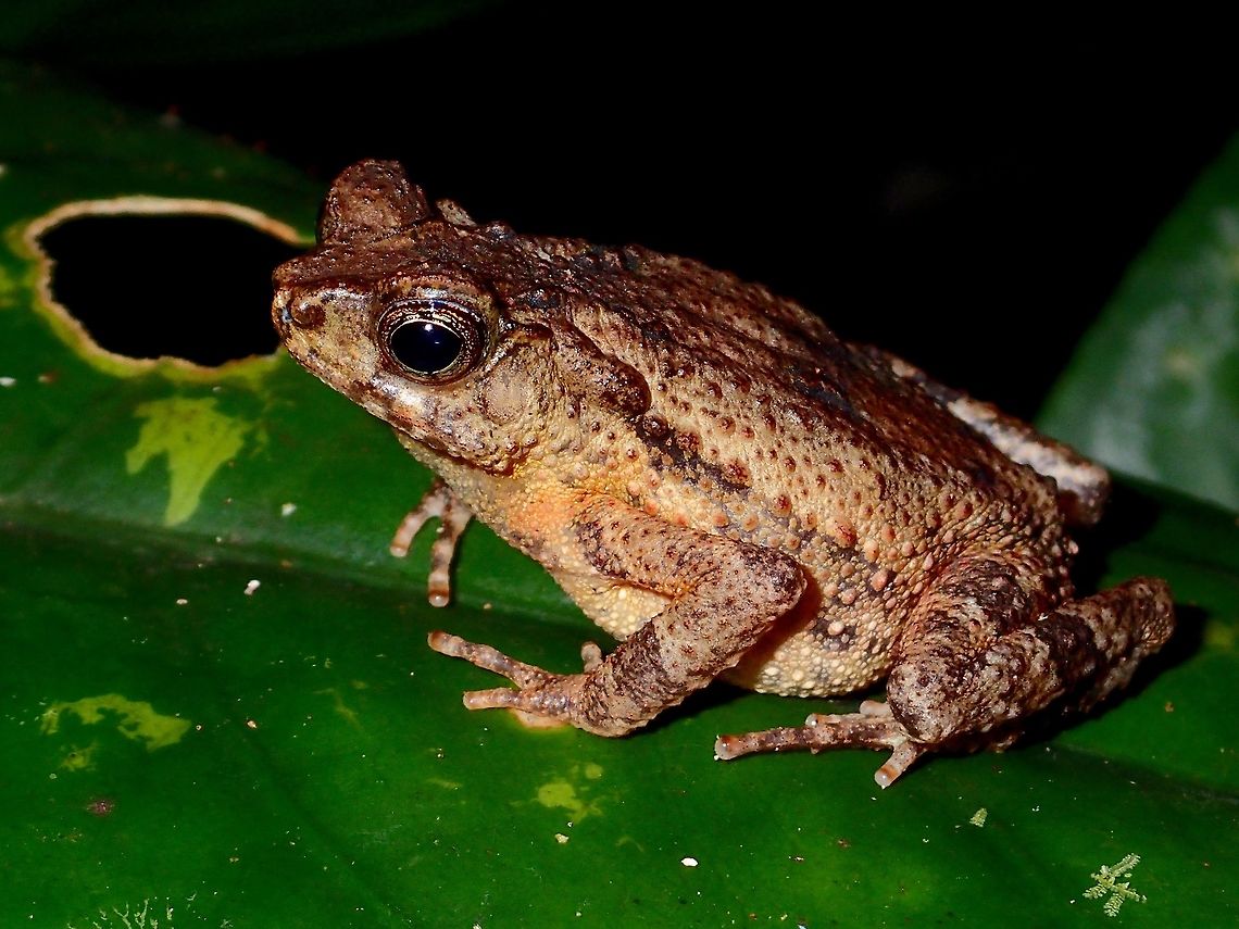 Brown Tree Toad - Pedostibes hosii This is likely a male of Brown Tree Toad - Pedostibes hosii, females are known to have yellow spots on the body. Fall,Geotagged,Malaysia,Pedostibes hosii,Sabah,Toad,Tree Toad