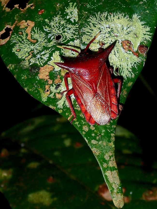 Shield Bug - Pygoplatys lunatus  Fall,Geotagged,Malaysia,Pygoplatys lunatus,Sabah,Shield Bug