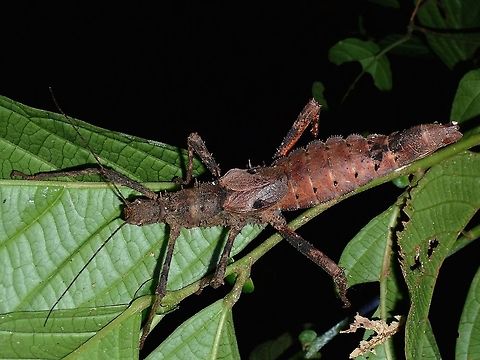 Stick Insect, Phasmid - Haaniella echinata This is a female Phasmid of the species Haaniella echinata. Fall,Geotagged,Haaniella echinata,Malaysia,Phasmid,Prickly Haaniella,Sabah,Stick Insect