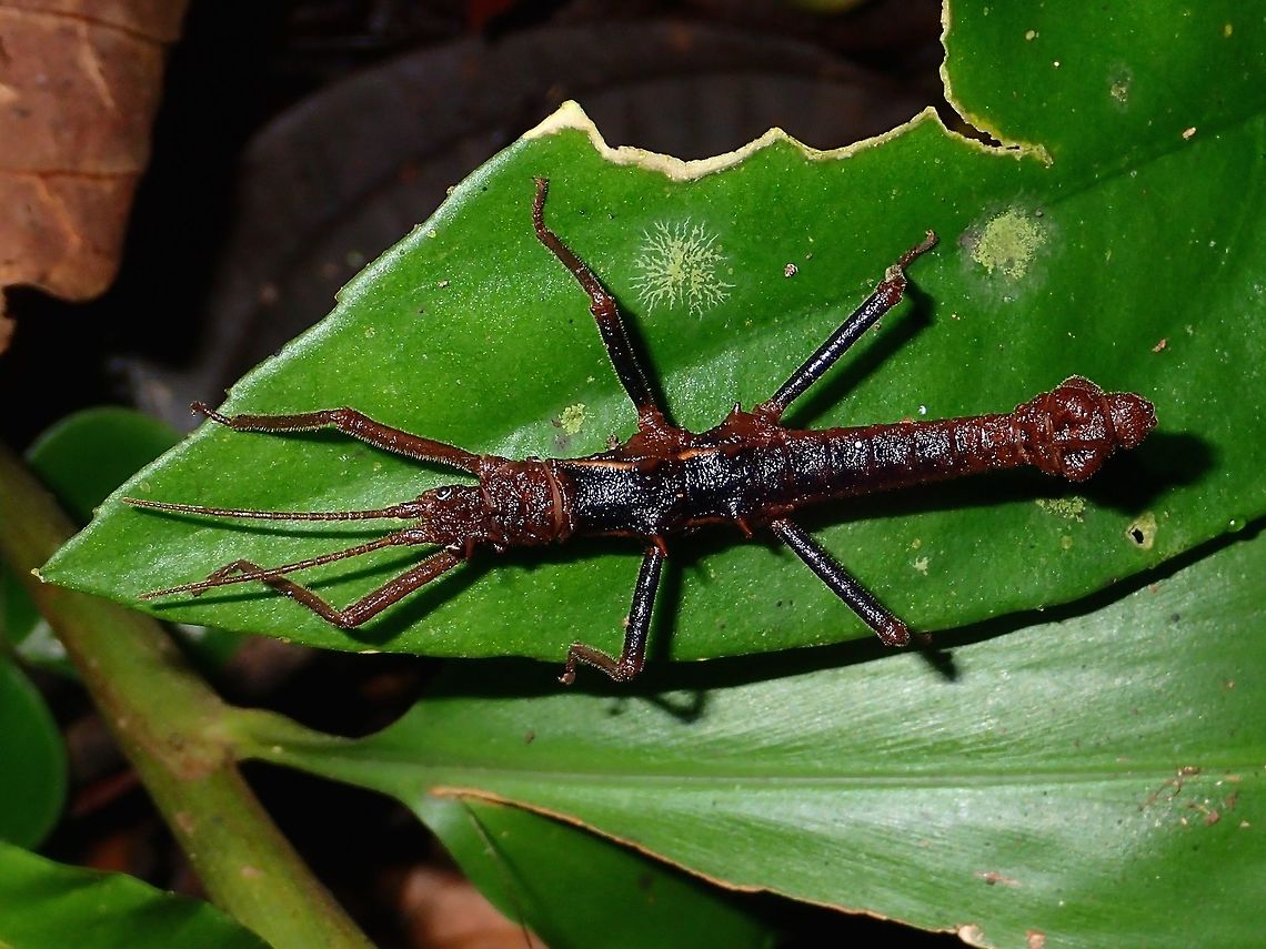 Stick Insect, Phasmid - Dares verrucosus tawauensis This a male Phasmid of the sub-species Dares verrucosus tawauensis, which was newly described in a book earlier this year.  The sub-species name is derived from the type locality, Tawau Hills Park.<br />
<br />
Note : Another sub-species is named - Dares verrucosus verrucosus Dares,Dares verrucosus,Dares verrucosus tawauensis,Fall,Geotagged,Malaysia,Phasmid,Sabah,Spiny Sabah Stick Insect,Stick Insect