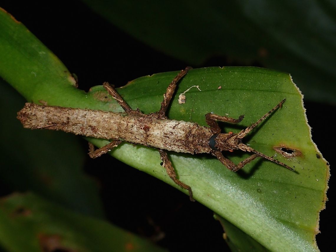 Stick Insect, Phasmid - Pylaemenes sepilokensis sepilokensis This is a sub-adult female of the species Pylaemenes sepilokensis sepilokensis, which is a sub-species, the name is derived from the type location, Sepilok Fall,Geotagged,Malaysia,Phasmid,Pylaemenes,Pylaemenes sepilokensis,Pylaemenes sepilokensis sepilokensis,Sabah,Stick Insect