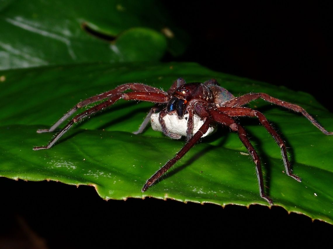 Spider with Eggs This Spider was carrying her pouch of eggs Eggs,Fall,Geotagged,Malaysia,Sabah,Spider