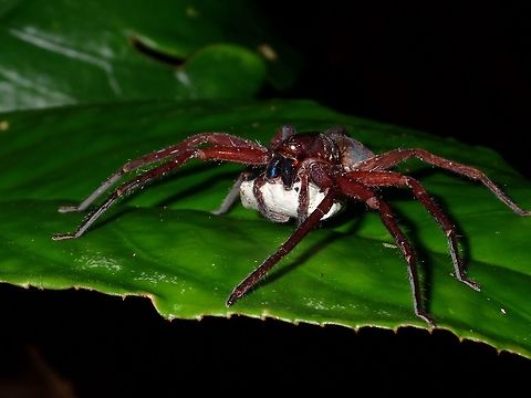 Spider with Eggs This Spider was carrying her pouch of eggs Eggs,Fall,Geotagged,Malaysia,Sabah,Spider