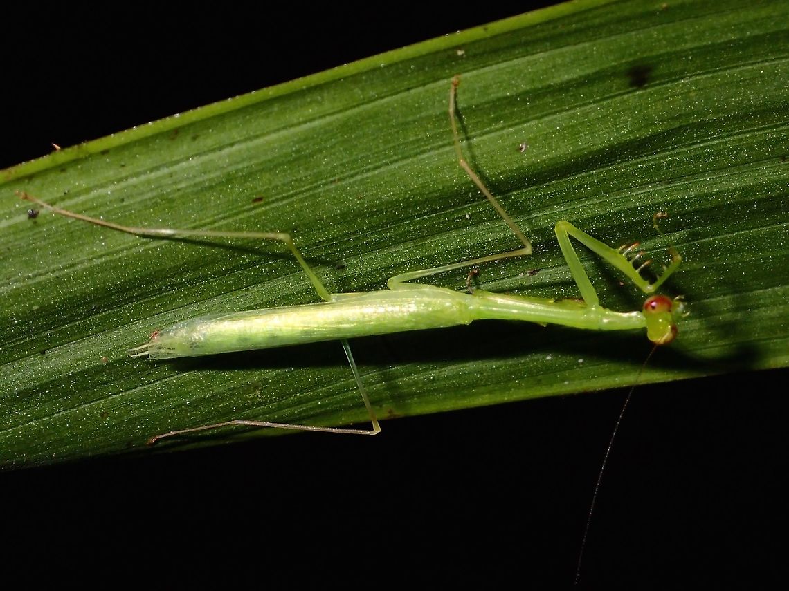 Praying Mantis Small sized Praying Mantis, around 4 cm in size. Fall,Geotagged,Malaysia,Mantis,Praying Mantis,Sabah
