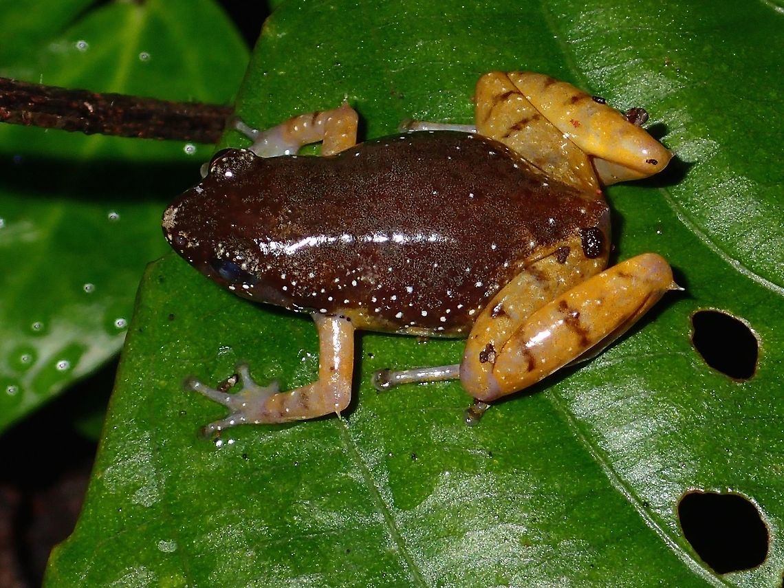 Tiny Frog This was a tiny frog, less than 2 cm in size, with interesting dark brown colour on the body and light brown on all the 4 legs. Chaperina fusca,Fall,Frog,Geotagged,Malaysia,Matang narrow-mouthed frog,Microhyla borneensis,Tawau