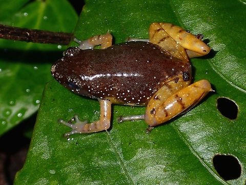 Tiny Frog This was a tiny frog, less than 2 cm in size, with interesting dark brown colour on the body and light brown on all the 4 legs. Chaperina fusca,Fall,Frog,Geotagged,Malaysia,Matang narrow-mouthed frog,Microhyla borneensis,Tawau