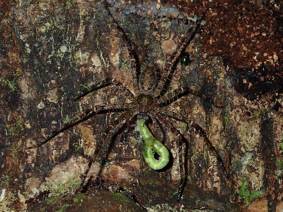 Caterpillar Meal for Spider A Huntsman Spider having a meal of a Caterpillar Fall,Geotagged,Huntsman,Huntsman Spider,Malaysia,Sabah