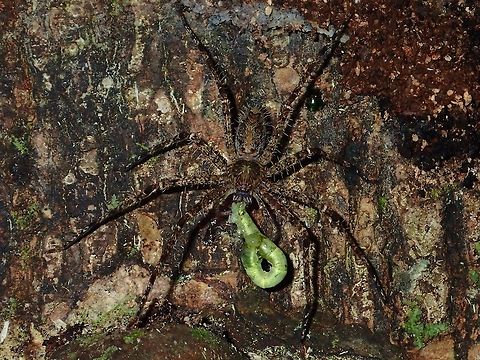 Caterpillar Meal for Spider A Huntsman Spider having a meal of a Caterpillar Fall,Geotagged,Huntsman,Huntsman Spider,Malaysia,Sabah