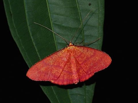 Red Moth Reddish coloured Moth Fall,Geotagged,Malaysia,Moth,Sabah