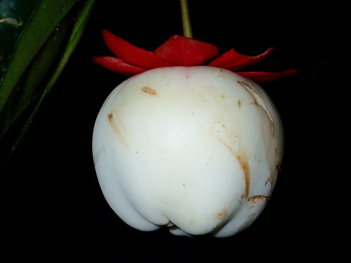 Flower or Fruit Not sure if this is a Flower or a fruit Fall,Geotagged,Malaysia,Plant,Sabah