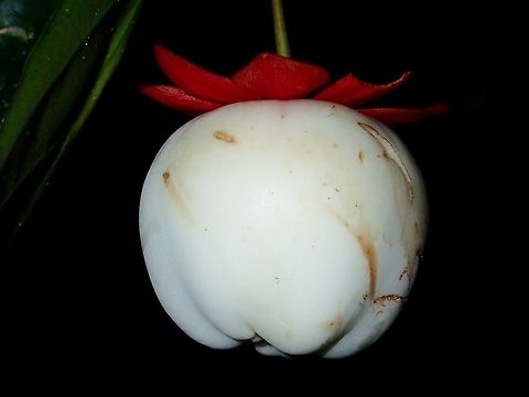 Flower or Fruit Not sure if this is a Flower or a fruit Fall,Geotagged,Malaysia,Plant,Sabah