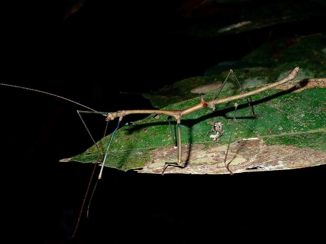 Stick Insect, Phasmid - Phenacephorus sepilokensis This is the male Phasmid of the species Phenacephorus sepilokensis. He has a distinctive pair of red spines at the beginning of his abdomen.<br />
<br />
This species has high level of sexual dimorphism.  The female of this species can be seen here :<br />
<br />
<figure class="photo"><a href="https://www.jungledragon.com/image/43429/stick_insect_phasmid_-_phenacephorus_sepilokensis.html" title="Stick Insect, Phasmid - Phenacephorus sepilokensis"><img src="https://s3.amazonaws.com/media.jungledragon.com/images/2994/43429_thumb.JPG?AWSAccessKeyId=05GMT0V3GWVNE7GGM1R2&Expires=1759968010&Signature=se0kn0ILK41IjhC31soQE0UPRdk%3D" width="200" height="134" alt="Stick Insect, Phasmid - Phenacephorus sepilokensis This species of Stick Insect, Phasmid - Phenacephorus sepilokensis is highly cryptic.  She has decorated herself with moss to camouflaged better with her surrounding on top of her being a Stick Insect, that itself is already a good camouflage.<br />
<br />
Close-up showing mossy appearance is shown in this Spotting :<br />
<br />
https://www.jungledragon.com/image/43253/stick_insect_phasmid_-_phenacephorus_sepilokensis.html<br />
<br />
The male of this species can be seen here :<br />
<br />
https://www.jungledragon.com/image/47054/stick_insect_phasmid_-_phenacephorus_sepilokensis.html<br />
 Geotagged,Malaysia,Phasmid,Phenacephorus sepilokensis,Spring,Stick insect,sabah" /></a></figure><br />
 Fall,Geotagged,Malaysia,Phasmid,Phenacephorus sepilokensis,Sabah,Stick Insect