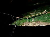 Stick Insect, Phasmid - Phenacephorus sepilokensis This is the male Phasmid of the species Phenacephorus sepilokensis. He has a distinctive pair of red spines at the beginning of his abdomen.<br />
<br />
This species has high level of sexual dimorphism.  The female of this species can be seen here :<br />
<br />
https://www.jungledragon.com/image/43429/stick_insect_phasmid_-_phenacephorus_sepilokensis.html<br />
 Fall,Geotagged,Malaysia,Phasmid,Phenacephorus sepilokensis,Sabah,Stick Insect