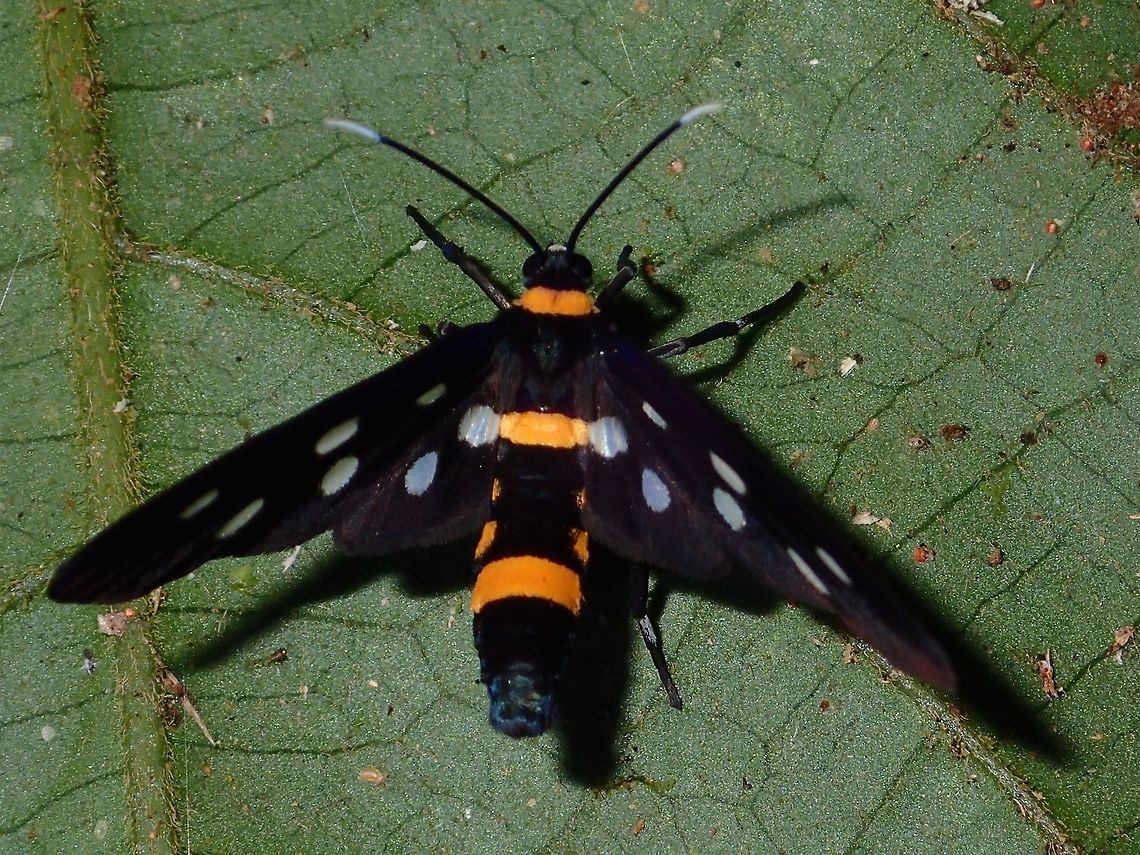 Wasp Moth - Amata sp  Amata,Amata sp,Fall,Geotagged,Malaysia,Moth,Sabah,Wasp Moth